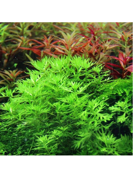 Хоттония палюстрис (Hottonia palustris)