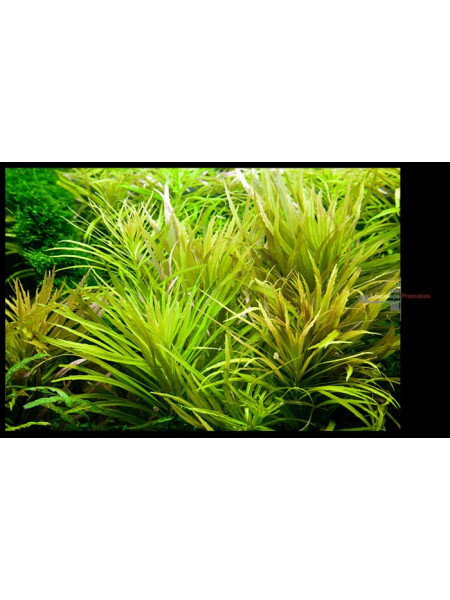 Погостемон стелатус (Pogostemon stellatus) или Эустералис стеллата (Eusteralis stellata)