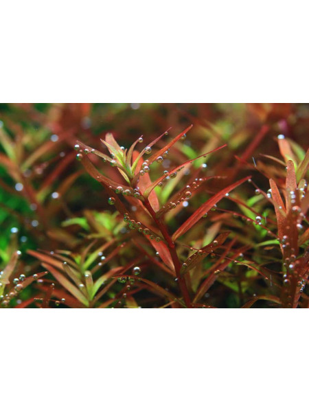 Ротала Мьянма (Rotala sp. Myanmar) (8 веток)