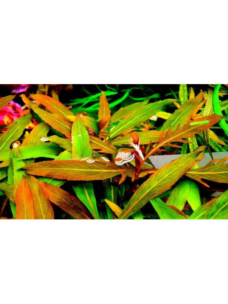 Стаурогин Бихар (Staurogyne sp. Bihar)