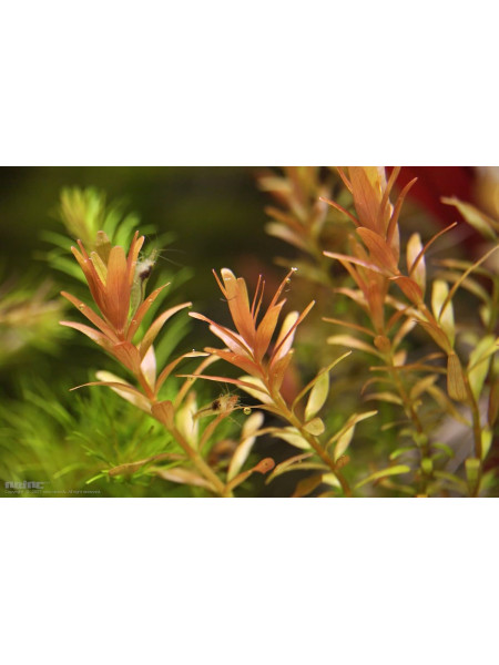 Ротала Гонгконг (Rotala sp Hong Kong)
