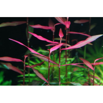 Полигониум Сан-Пауло (Polygonum sp. Sao Paulo)