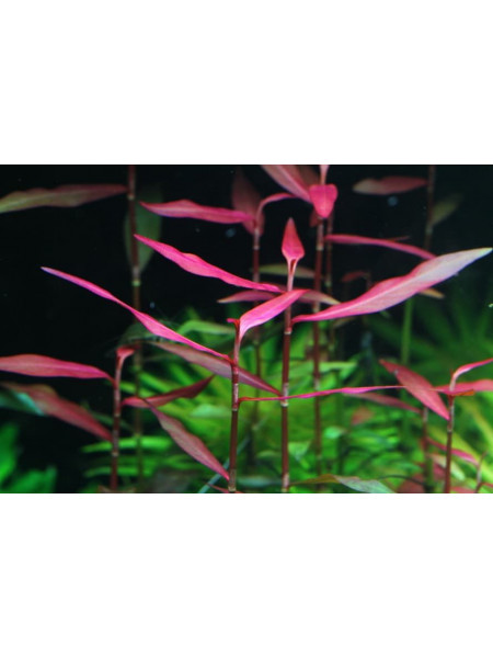 Полигониум Сан-Пауло (Polygonum sp. Sao Paulo)