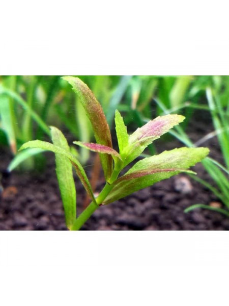Лимнофила Репенс (Limnophila Repens) (пучок 5 веток)