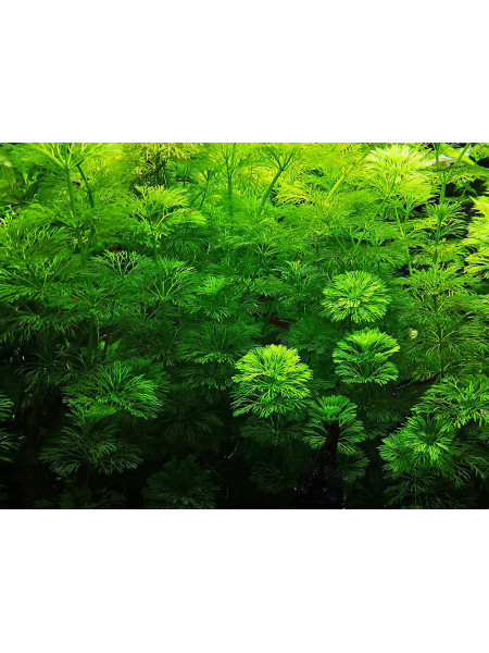 Лимнофила разнолистная (Limnophila heterophylla)