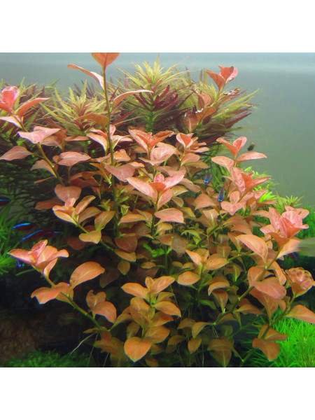 Людвиггия овальная (Ludwigia ovalis)