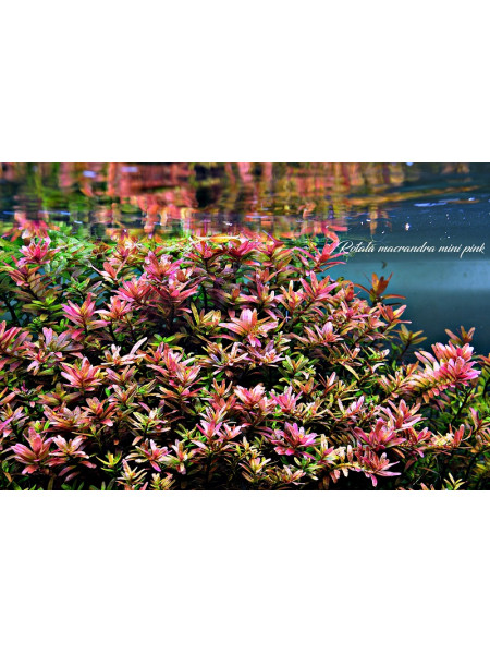 Ротала макрандра мини розовая (Rotala macrandra mini pink)
