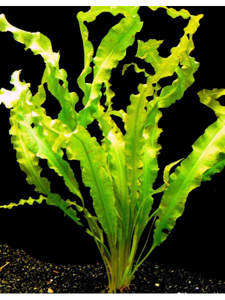 Апоногетон курчавый (Aponogeton crispus)