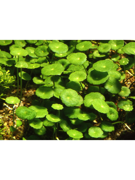 Гидрокотила вертикальная или Щитолистник мутовчатый (Hydrocotyle verticillata)
