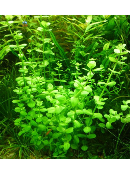 Линдерния мелкоцветковая (Lindernia parviflora)