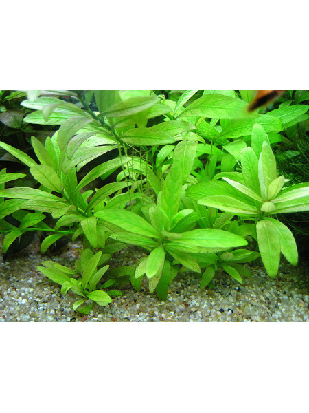 Гигрофила многосеменная (Hygrophila polysperma)