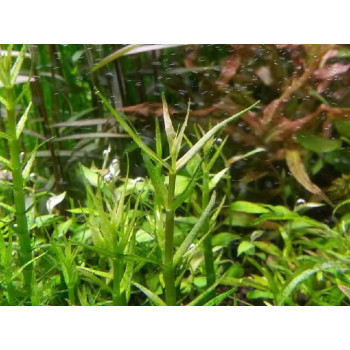 Гратиола бревифолия (Gratiola brevifolia)