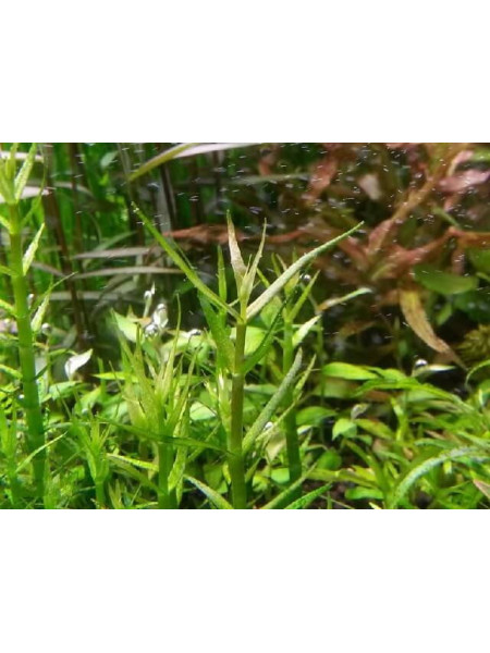 Гратиола бревифолия (Gratiola brevifolia)