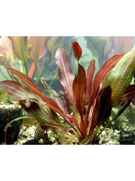 Эхинадорус красный феникс (Echinodorus red phoenix)