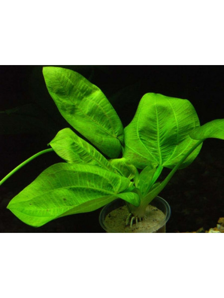 Эхинодорус горизонтальный (Echinodorus horizontalis)