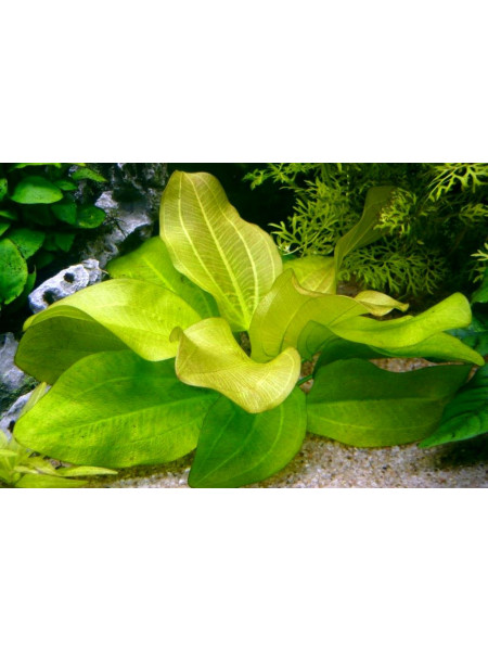 Эхинодорус харбич (echinodorus sp. harbich)
