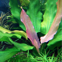 Эхинодорус уругвайский триколор (Echinodorus uruguayensis tricolor) Эхинодорус уругвайский триколор (Echinodorus uruguayensis tricolor)