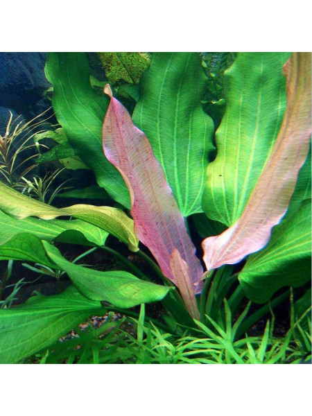 Эхинодорус уругвайский триколор (Echinodorus uruguayensis tricolor)