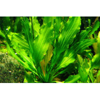Эхинодорус озирис рубра (Echinodorus osiris Rubra) Эхинодорус озирис рубра (Echinodorus osiris Rubra)