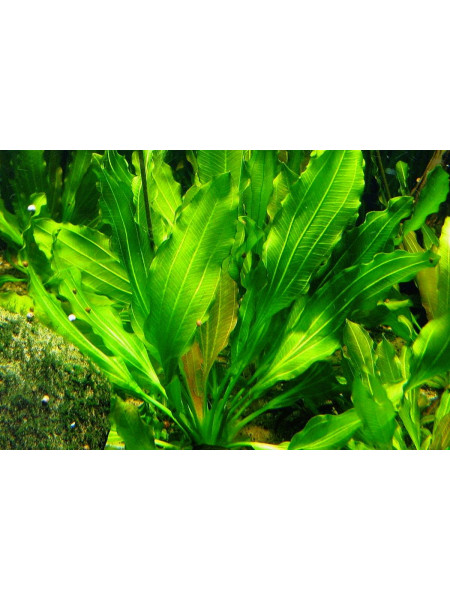 Эхинодорус озирис рубра (Echinodorus osiris Rubra)