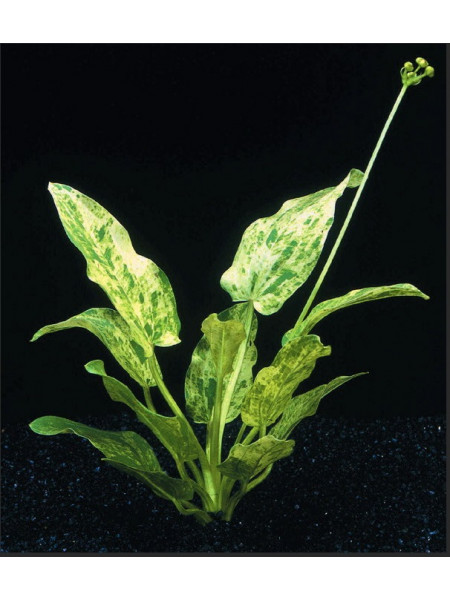 Эхинодорус сердцевидный Echinodorus cordifolius Marble Queen