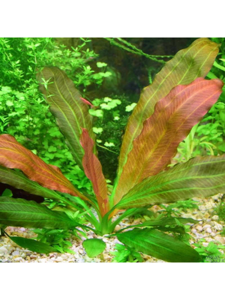 Эхинодорус розовый Розе (Echinodorus Rose)