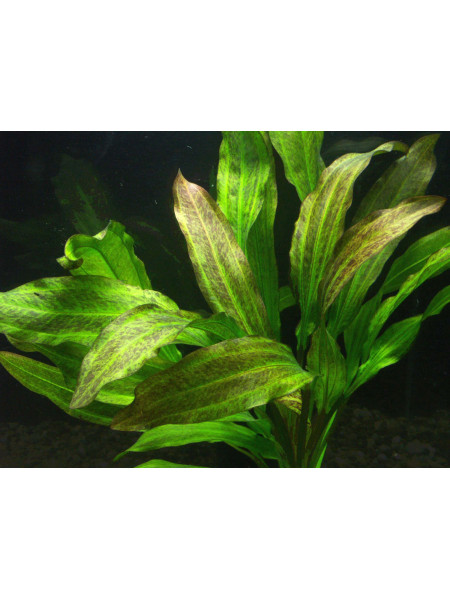 Эхинодорус танцующее огненное перо (Echinodorus Tanzende Feuerfeder)
