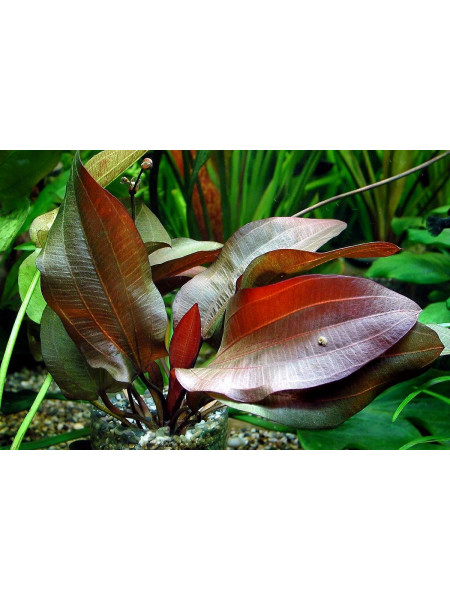 Эхинодорус Регина Хильдебрандт - (Echinodorus Regine Hildebrandt)