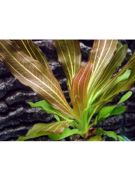 Эхинодорус Рубин (Echinodorus Rubin)