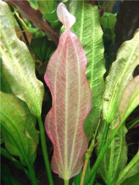Эхинодорус Ориентал (Echinodorus Oriental)