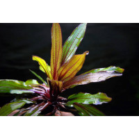 Эхинодорус Гореман красный (Echinodorus horemanii red)