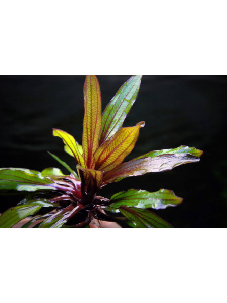 Эхинодорус Гореман красный (Echinodorus horemanii red)