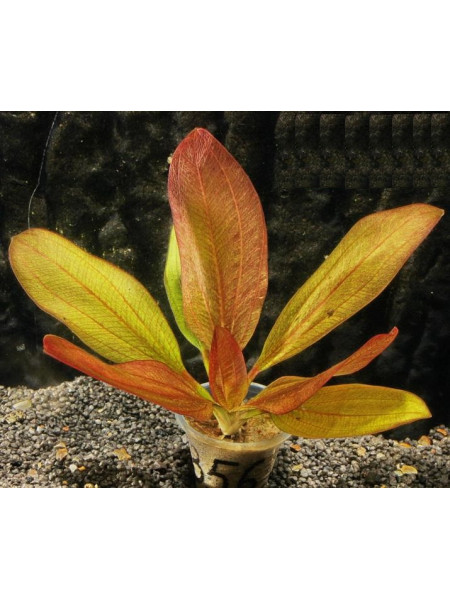 Эхинодорус Йени (Echinodorus Yeni)