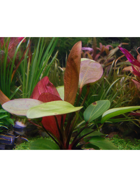 Эхинодорус Большой медведь (Echinodorus Big Bear)