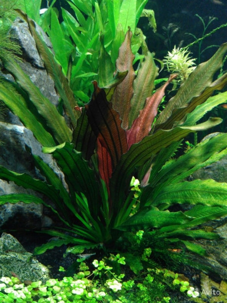 Echinodorus "флоренс"