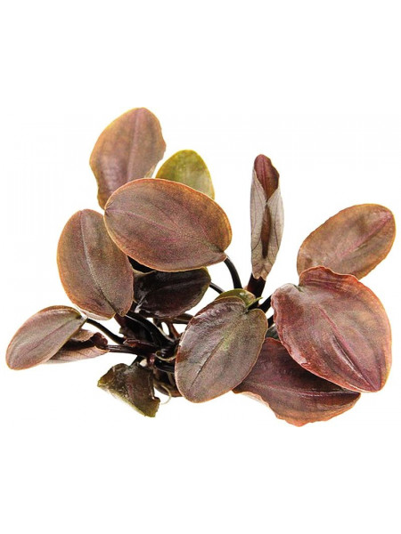 Лагенандра меебольда красная (Lagenandra meeboldii red)
