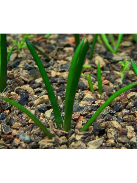 Литторелла (Littorella uniflora)