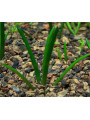 Литторелла (Littorella uniflora) Литторелла (Littorella uniflora)