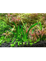 Литторелла (Littorella uniflora)