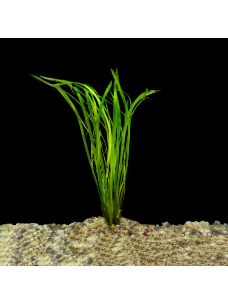 Валлиснерия (Vallisneria)