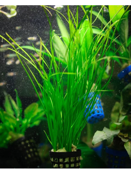 Валлиснерия нана (Vallisneria nana) (Пучок 5 метелок)