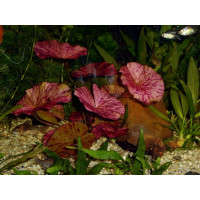 Нимфея лотус красная Nymphaea lotus Red Нимфея лотус красная Nymphaea lotus Red