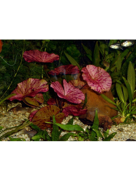 Нимфея лотус красная Nymphaea lotus Red
