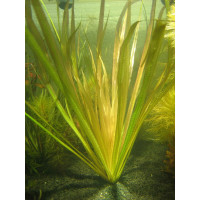 Бликса Обера (Blyxa aubertii)