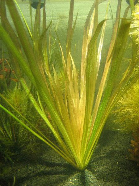 Бликса Обера (Blyxa aubertii)