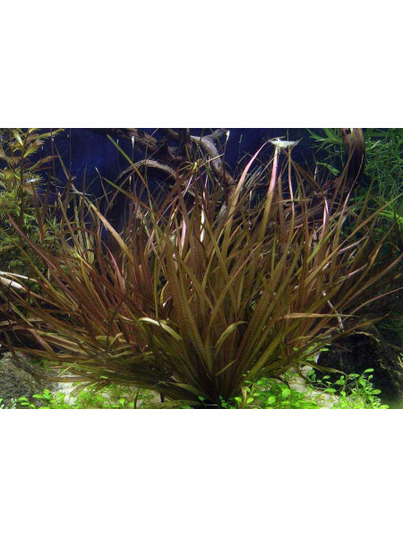 Бликса Новогвинейская (Blyxa novoguineensis)