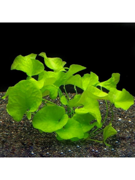 Нимфоидес Тайваньский (Nymphoides sp. Flipper Taiwan)