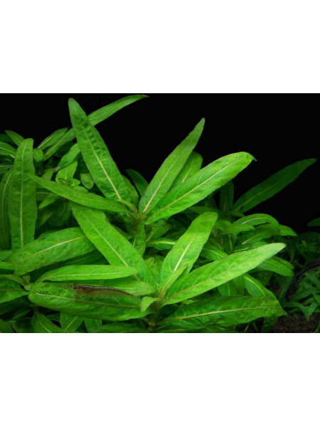 Стаурогин гроу Лоу (Staurogyne sp. Low Grow)