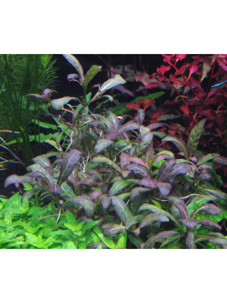 Стаурогин фиолетовый (Staurogyne sp. Purple)