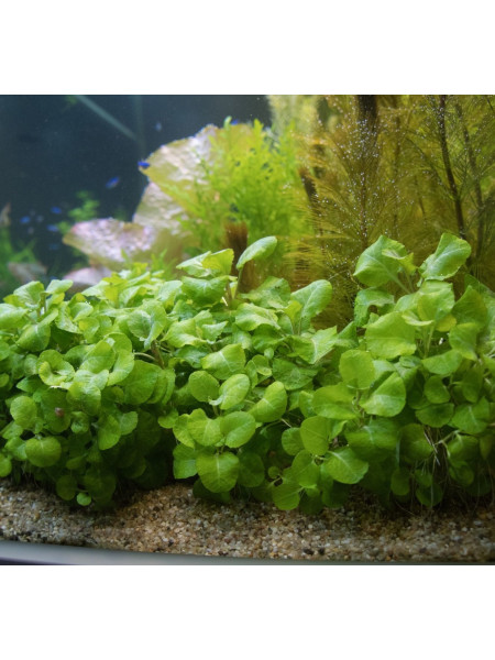 Лобелия пурпурная волнистая (Lobelia cardinalis wavy)
